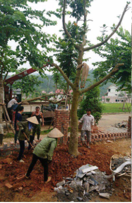 Trồng cây khu biệt thự xanh Villas - Trung Tâm Giống Cây Trồng Công Nghệ Cao Việt Nam